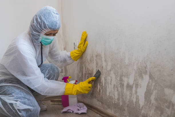 Best Mold Remediation for Healthcare Facilities  in Monrovia, IN