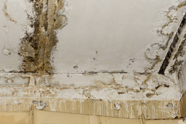 Best Water Damage & Mold Remediation  in Monrovia, IN