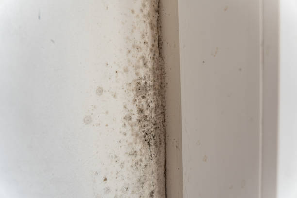 Best Emergency Mold Remediation  in Monrovia, IN
