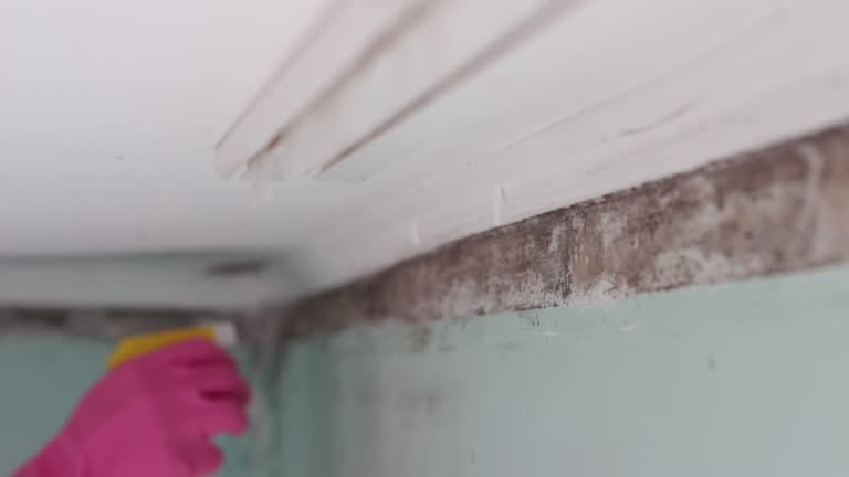 Best Comprehensive Air Testing for Mold Contaminants  in Monrovia, IN